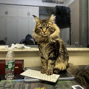 叶山小百合被邻居欺负是哪几集
